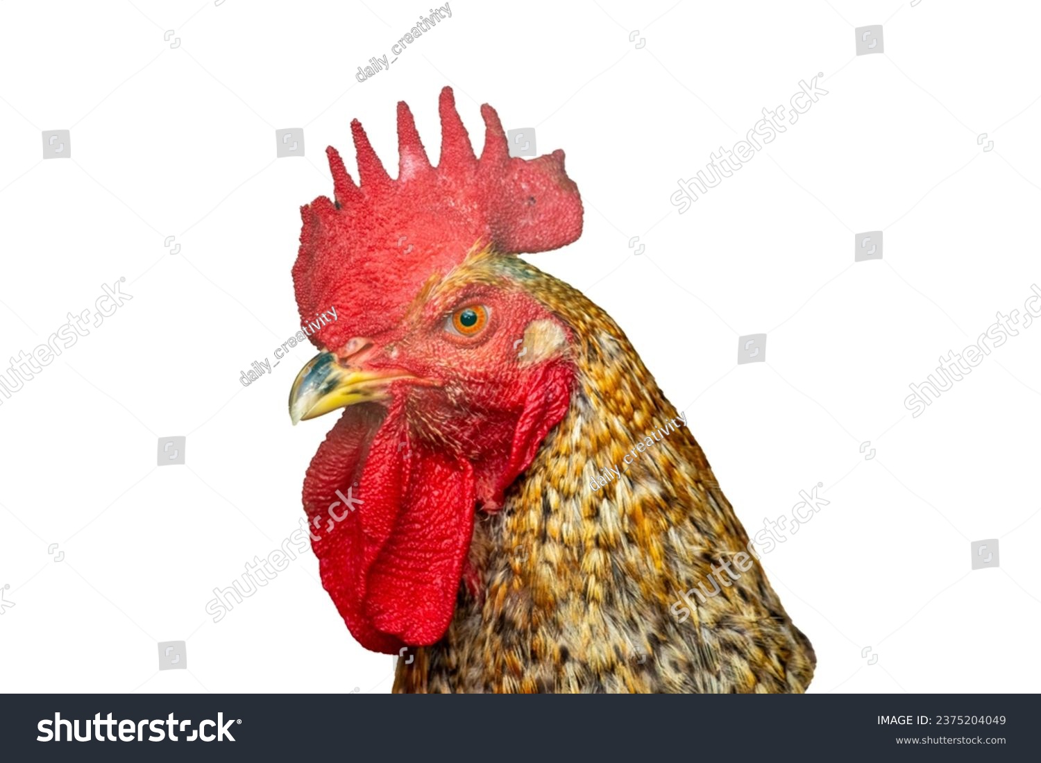Close-up of rooster head isolated on pure white background. #2375204049