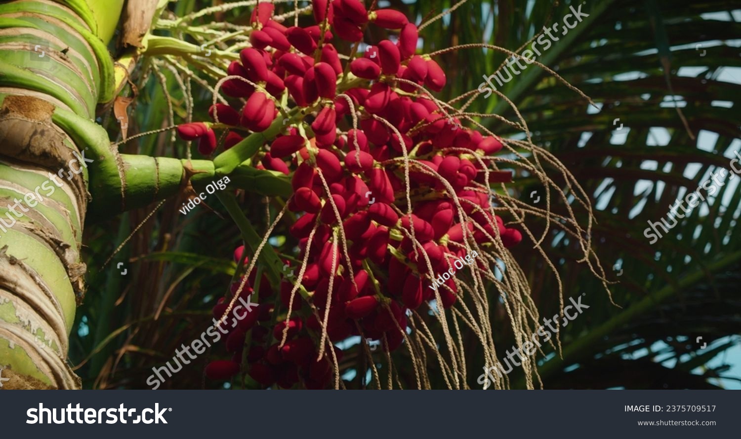 Close-up of Red betel nut on Areca palm tree. Fruits ripen on a tree in the wild. Bunch swaying in the wind. #2375709517