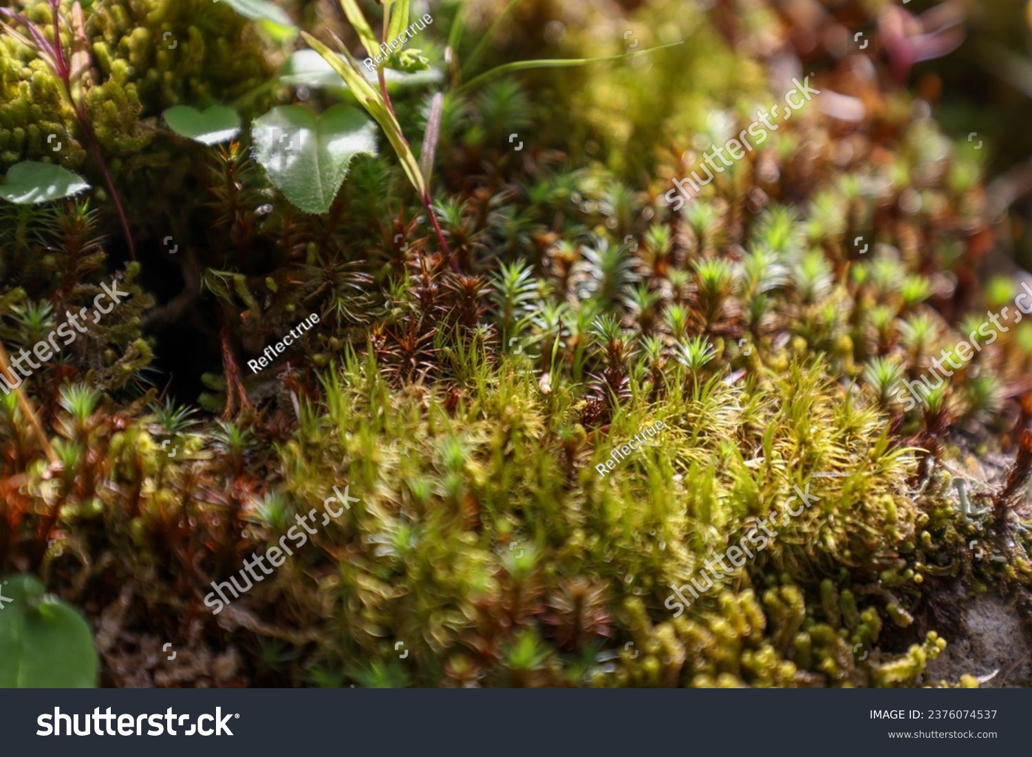 mosses and peat mosses in wilde  #2376074537