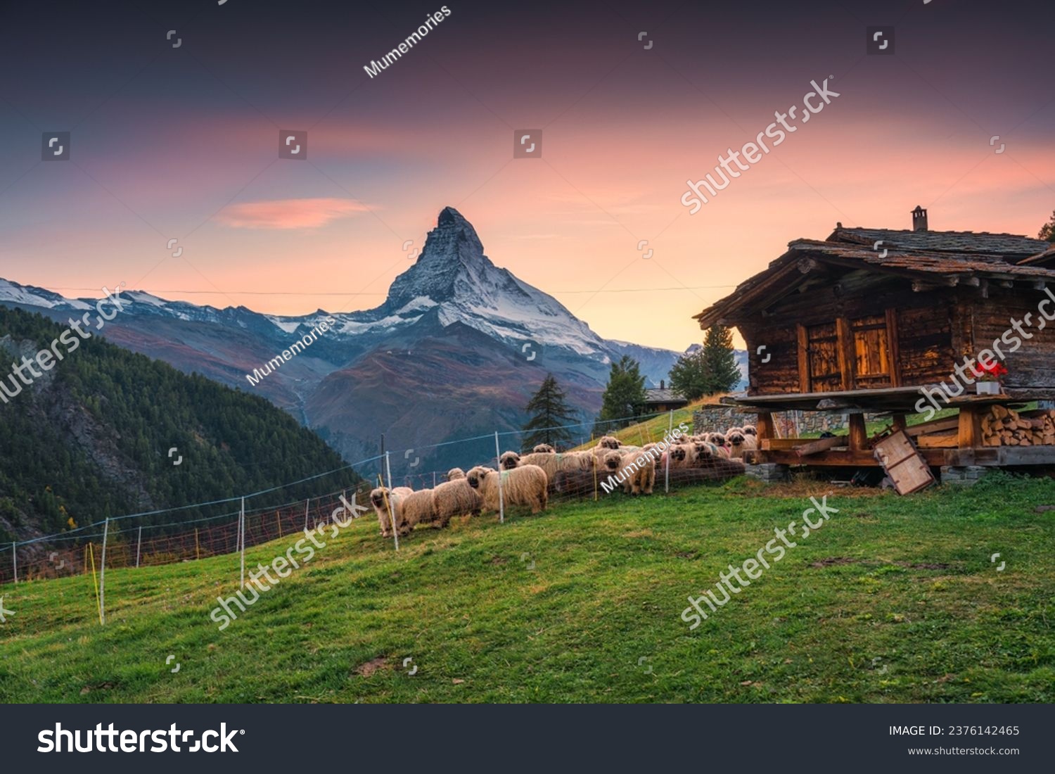 Beautiful landscape of sunset over Matterhorn iconic mountain, Swiss alps with flock of Valais blacknose sheep in stallation and wooden hut on hill at Zermatt, Switzerland #2376142465