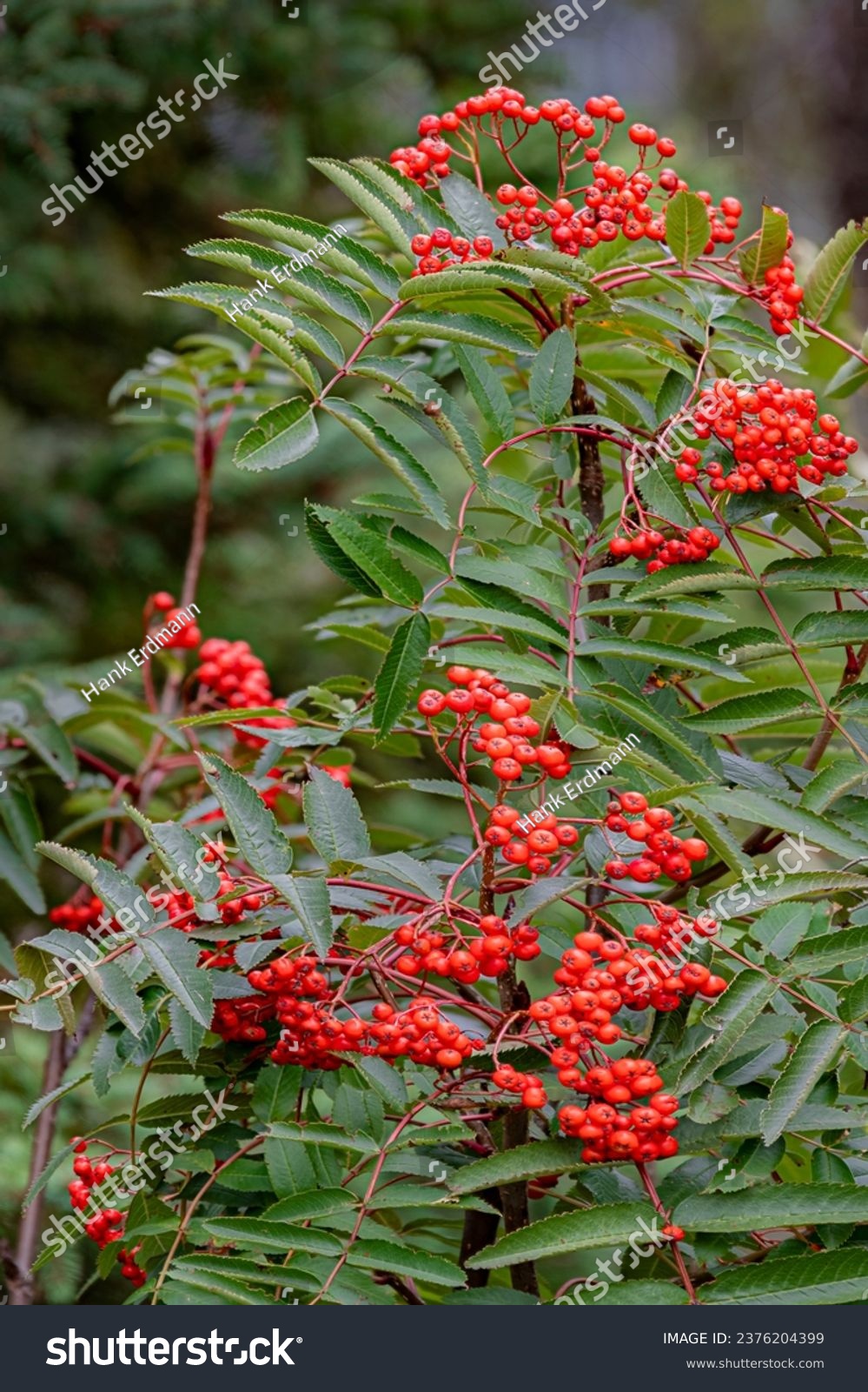 Mountain Ash berries grow on the side of Oberg Mountain, Cook County, Minnesota #2376204399