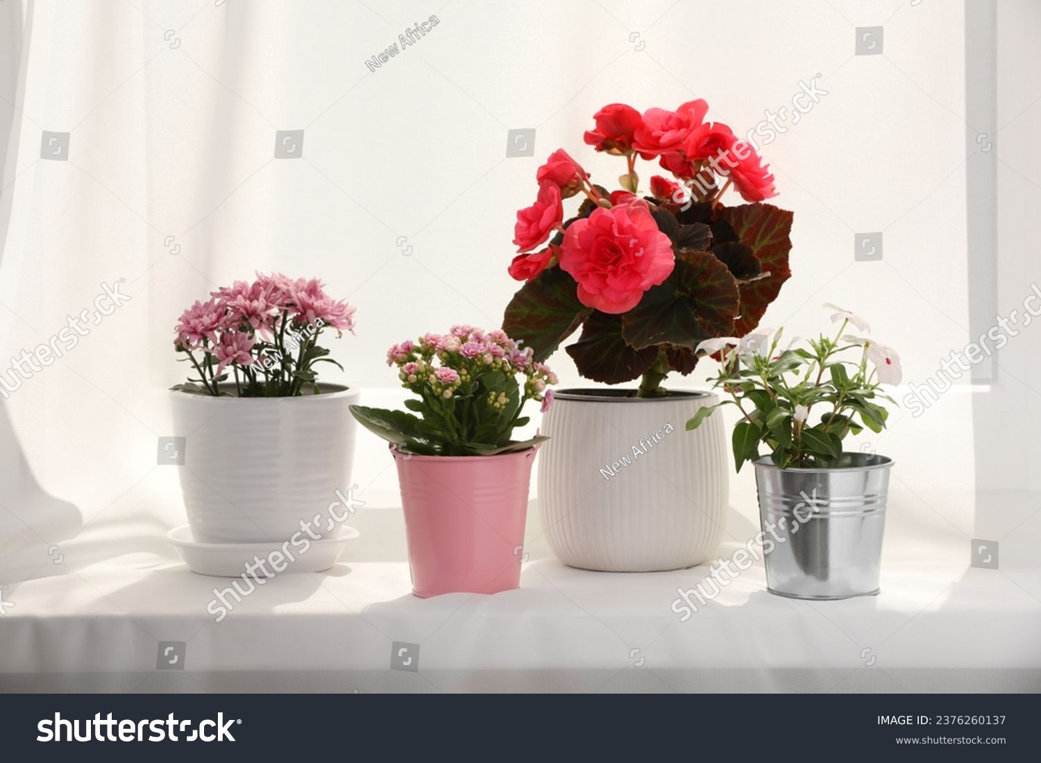 Different beautiful flowers in pots on windowsill #2376260137
