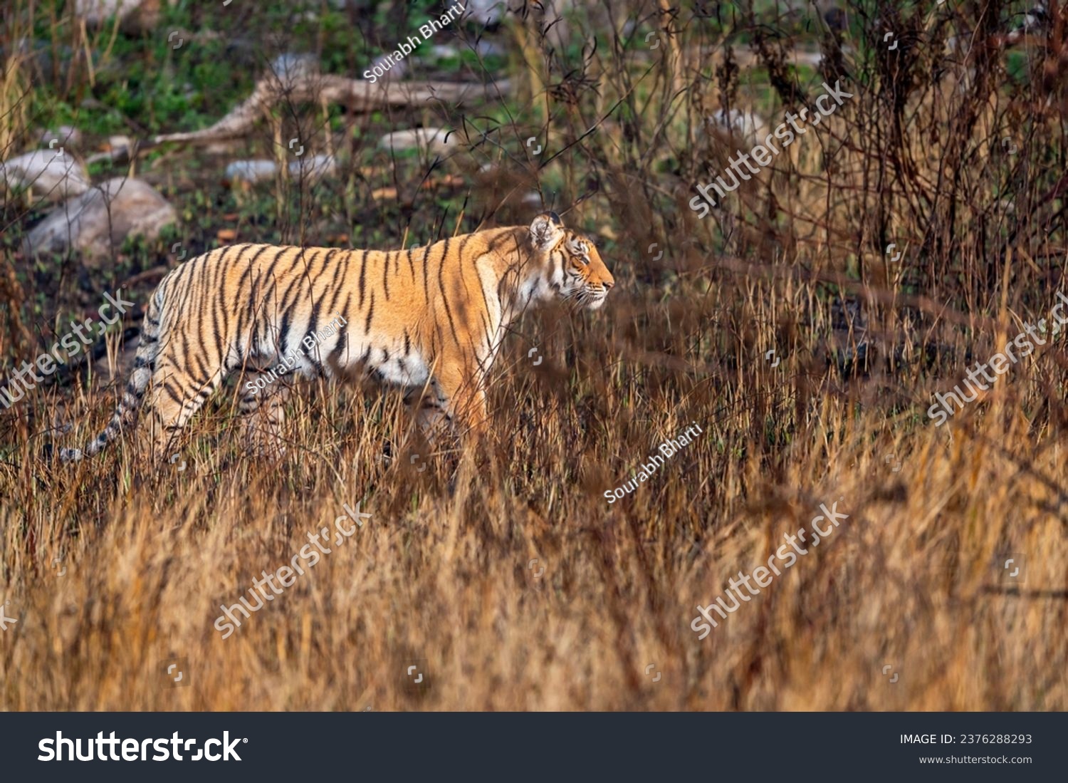 indian wild female tiger or panthera tigris side profile walking or territory stroll prowl terai region forest in natural scenic grassland in day safari at jim corbett national park uttarakhand india #2376288293