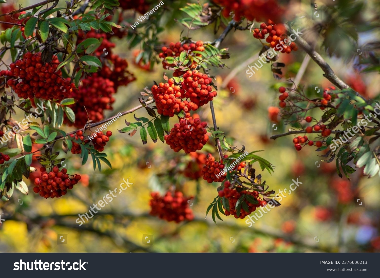 Sorbus aucuparia moutain-ash rowan tree branches with green leaves and red pomes berries on branches, blue sky #2376606213