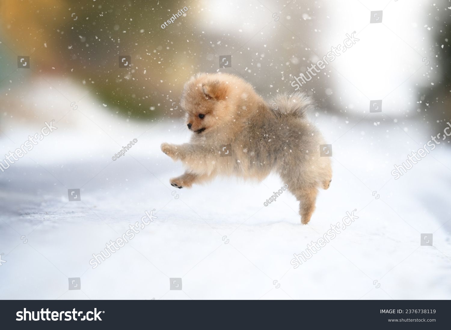 happy pomeranian spitz puppy jumping outdoors in winter #2376738119
