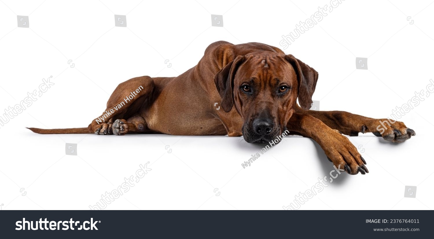 Handsome male Rhodesian Ridgeback dog, laying down side ways with head and paws over edge. Looking straight towards camera. Isolated on a white background. #2376764011