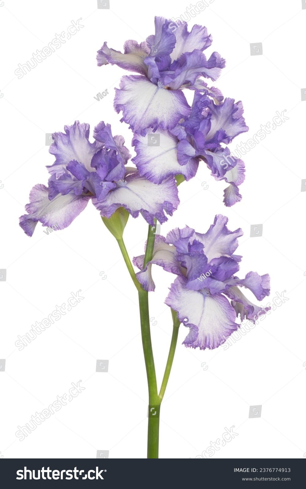 Studio Shot of Blue Colored Iris Flower Isolated on White Background. Large Depth of Field (DOF). Macro. Close-up. #2376774913