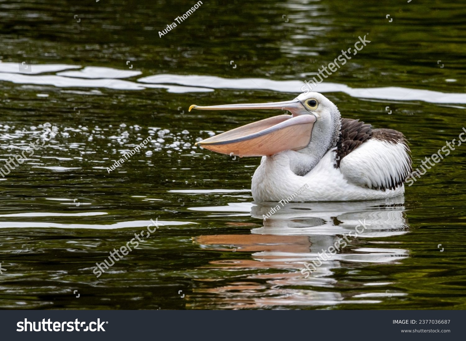 An Australian Pelican swimming with beak open #2377036687