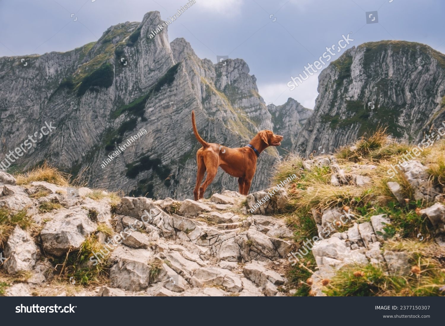 Hungarian Vizsla hunting dog standing in point with tale up among mountains of Durmitor National Park. Pointing hungarian pointer in mountainous landscape. Travel with dog, hiking with pet concept. #2377150307