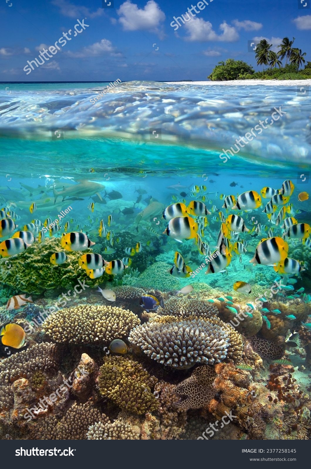 Underwater view of a tropical reef in French Polynesia in the South Pacific Ocean. #2377258145