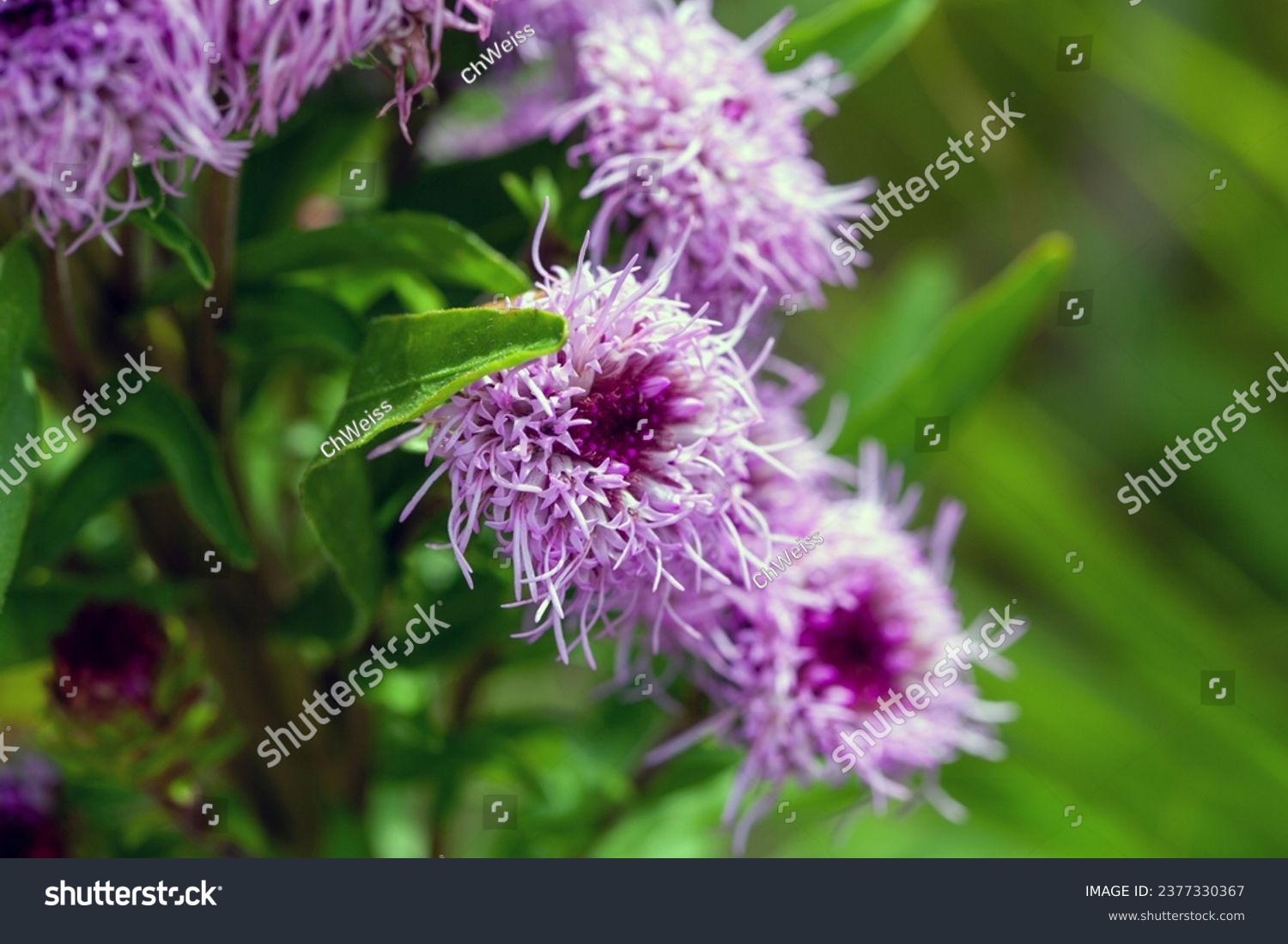 Flower of a savanna blazing star, Liatris scariosa #2377330367