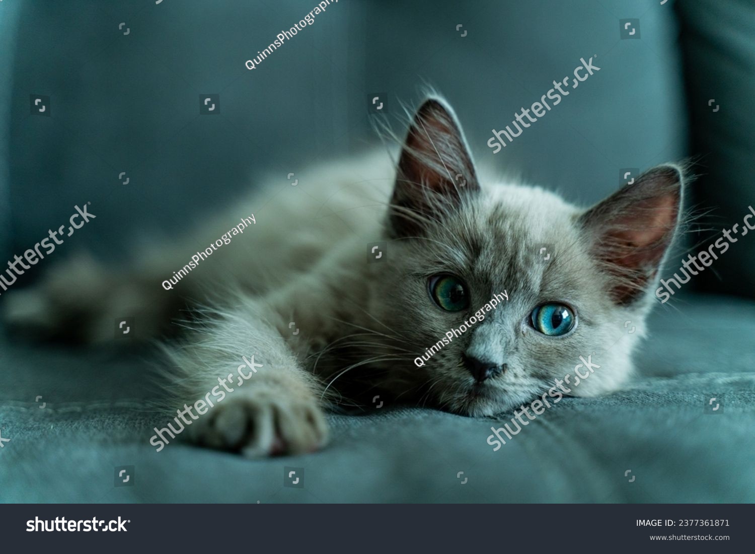 Grey rag doll kitten with blue eyes. #2377361871