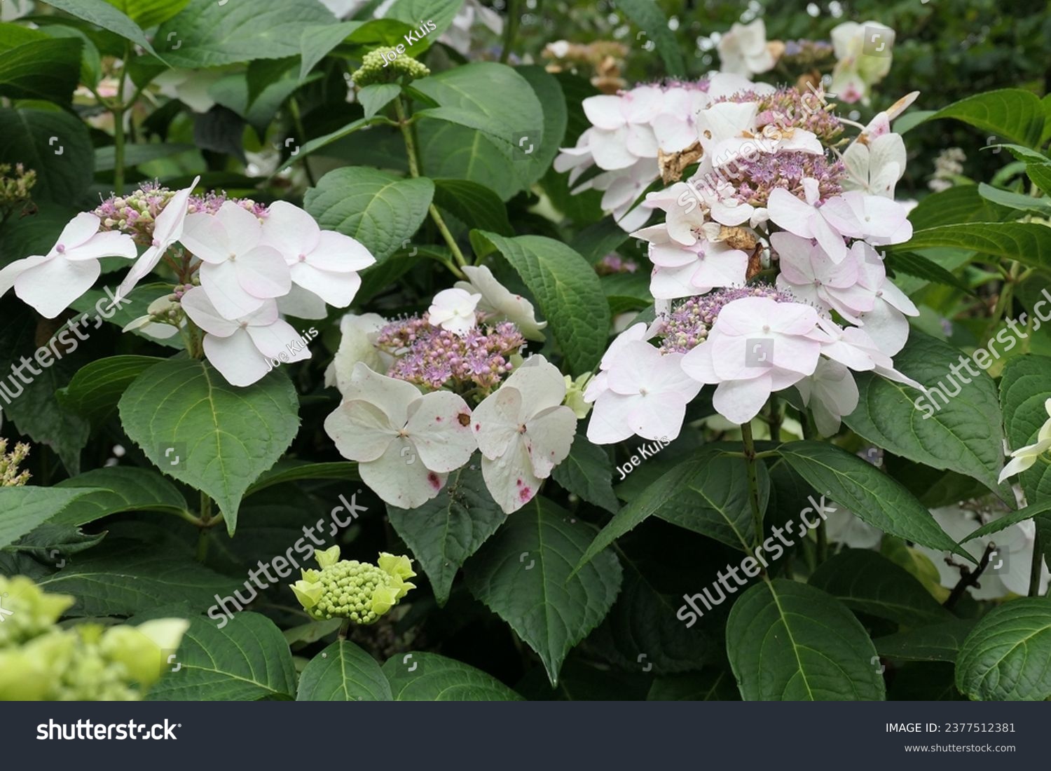 Closeup of the flowers of the perennial hardy garden shrub hydrangea macrophylla veitchii. #2377512381