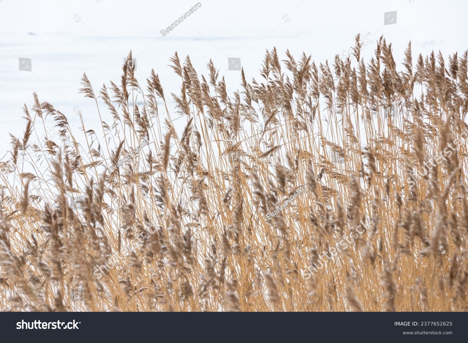 Coastal winter landscape with dry reed and snow, natural background photo taken at the coast of the Gulf of Finland on a sunny day #2377652625
