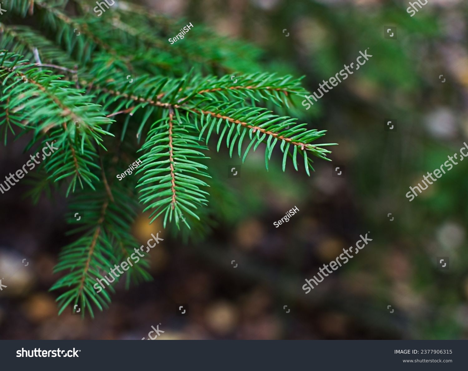 Green spruce branch on a blurred background, natural background with copy space close-up #2377906315