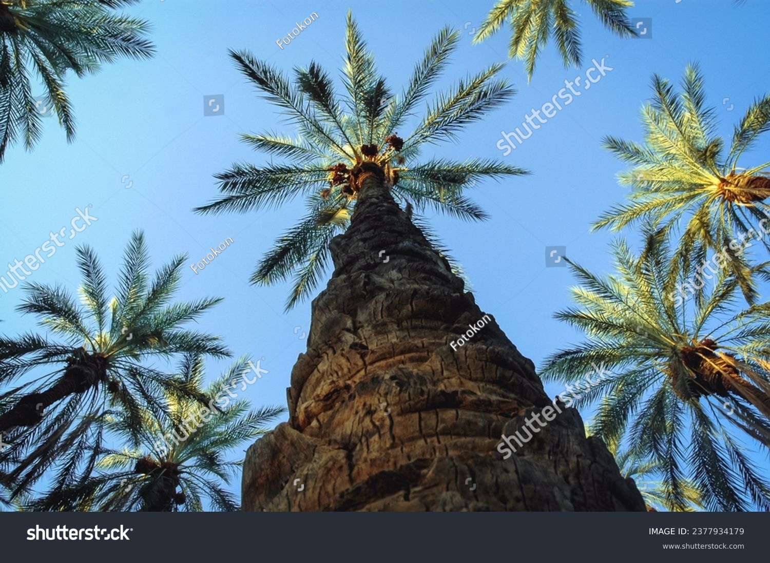 Palm on date palm plantation in Degache oasis town, Tozeur Governorate of Tunisia #2377934179
