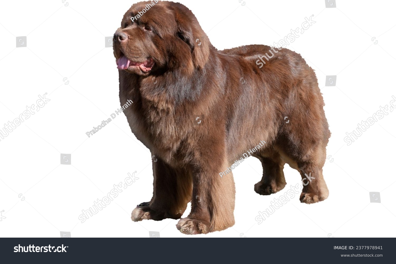 newfoundland dog.New foundland sittind.Single large black Newfoundland dog is standing on the grass #2377978941