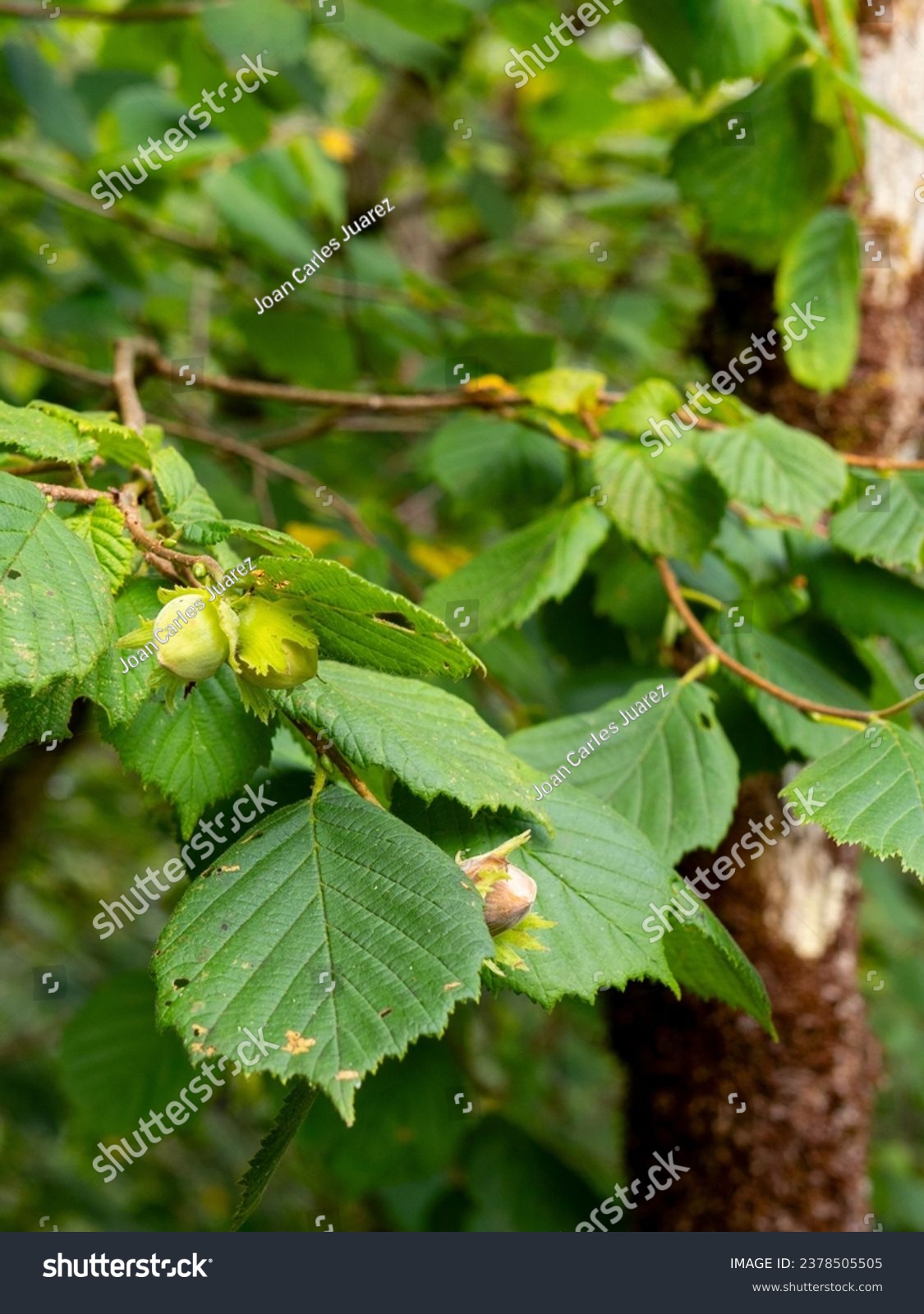 detail of hazelnuts hanging on a branch of a common hazel tree (Corylus avellana) with blurred background #2378505505