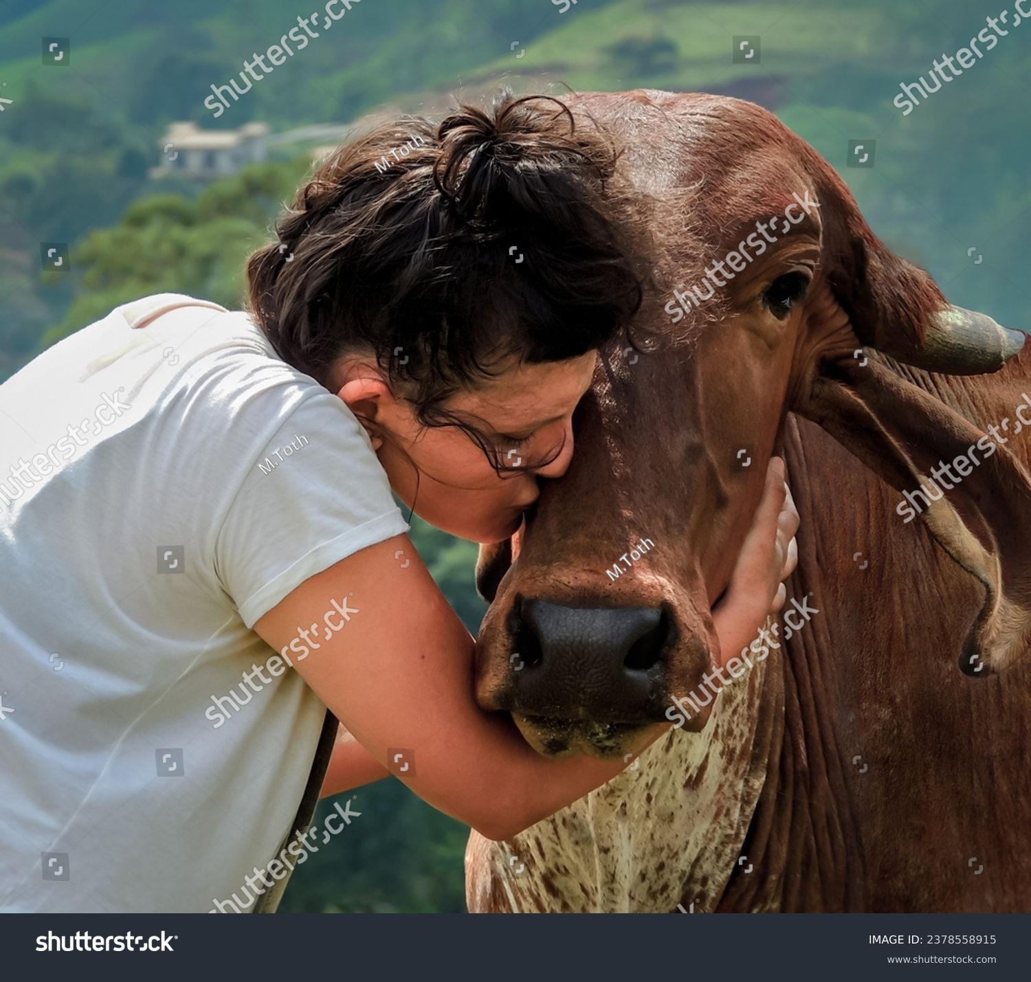 Young woman cuddling and showing affection to a cow by kissing the farm animal on his head. Real life image of true friendship between humans and animals. Vegan Concept and blurred background #2378558915