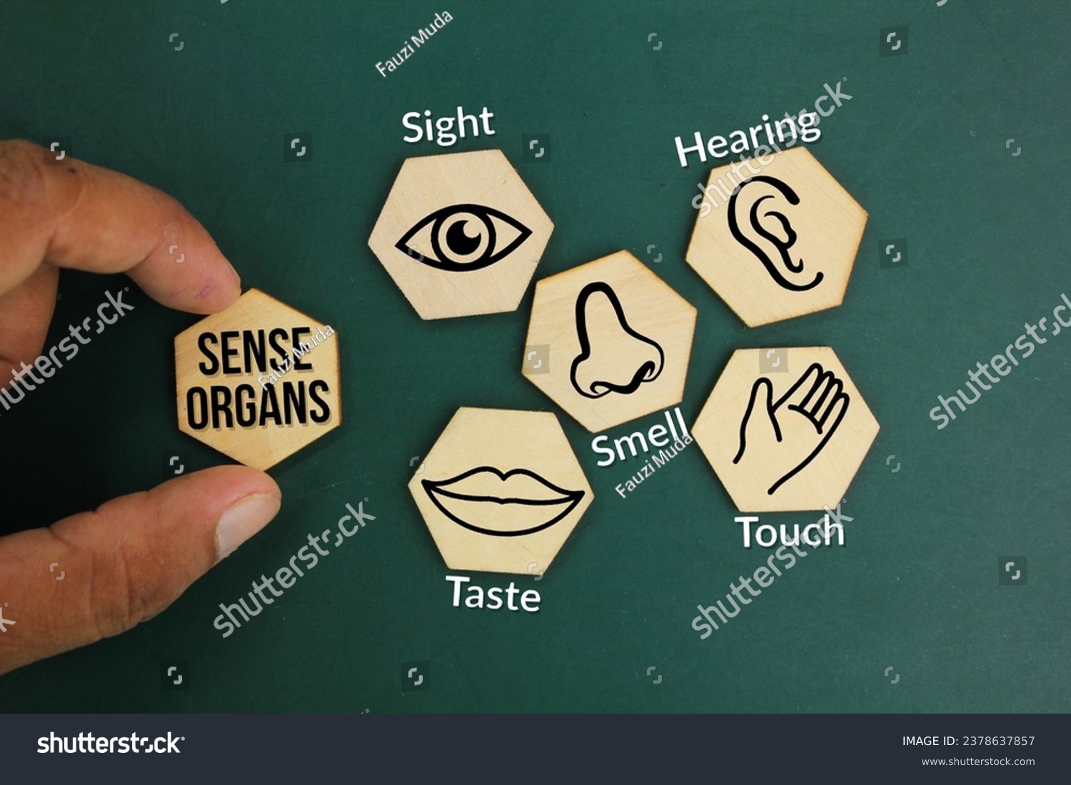 hexagons with five Sense organs icons namely sight, hearing, smell, teste and touch. basic 5 human senses #2378637857