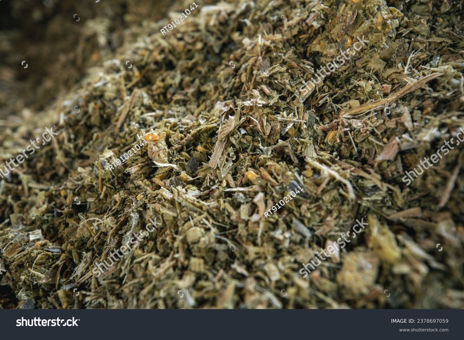 Close up of Herbage grass #2378697059