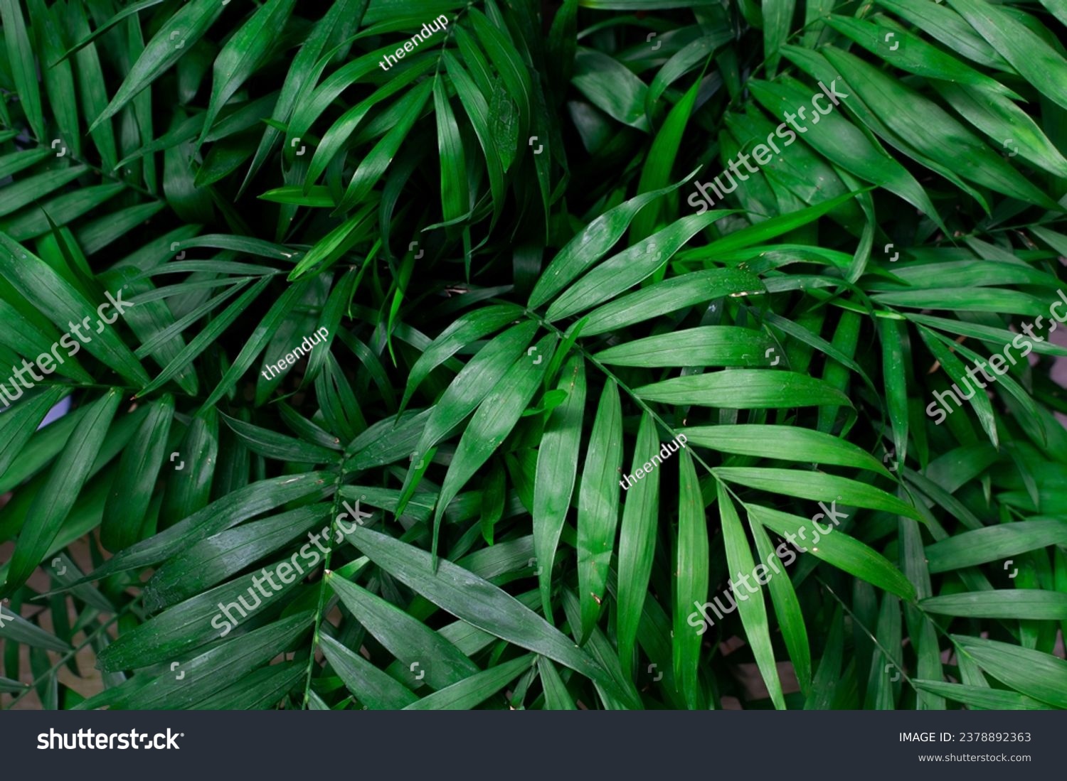 Close up view of Parlor palm plant (Chamaedorea elegans Mart - Araceae) background. Beautiful plant wallpaper. #2378892363