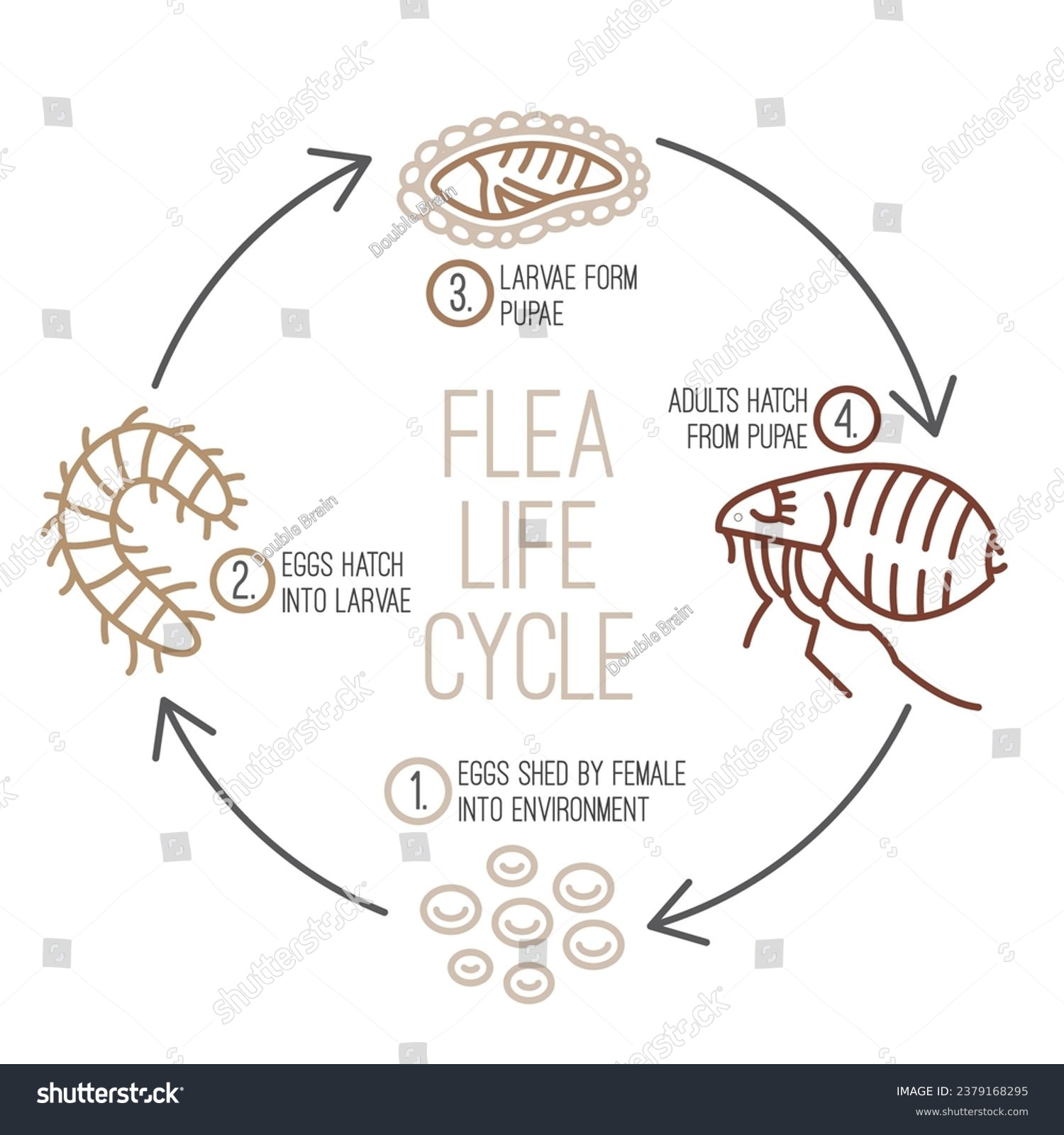 The image illustrates the life cycle of a flea. - Royalty Free Stock ...