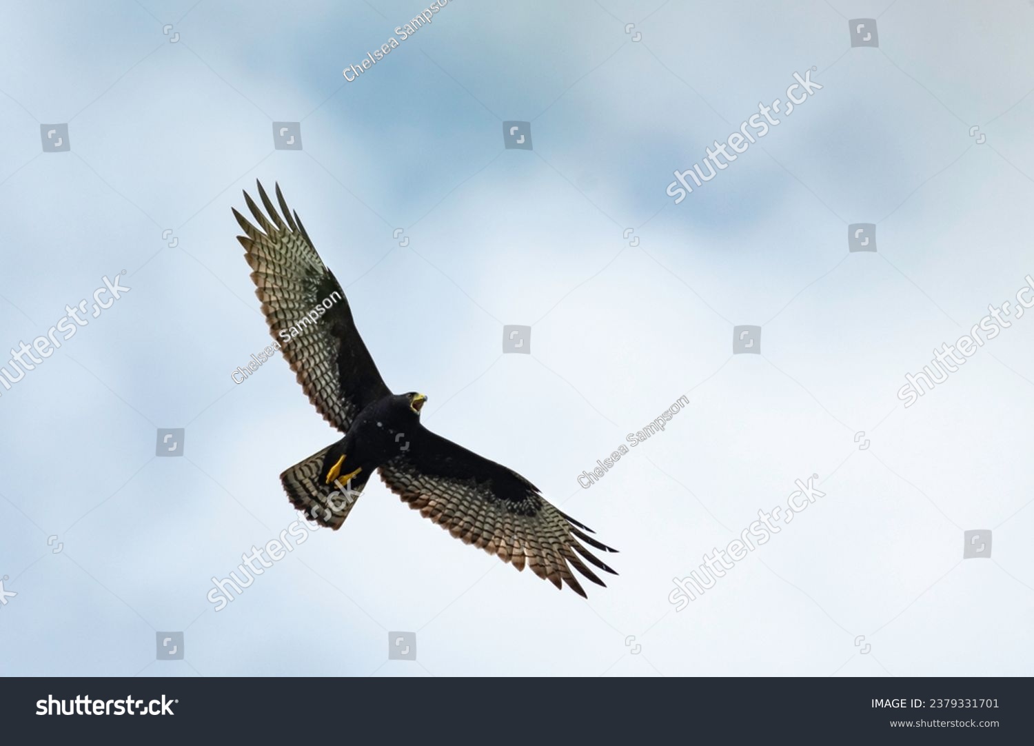 Large black Hawk, a Zone-tailed Hawk (Buteo albonotatus) soaring in the sky with wings spread and calling #2379331701