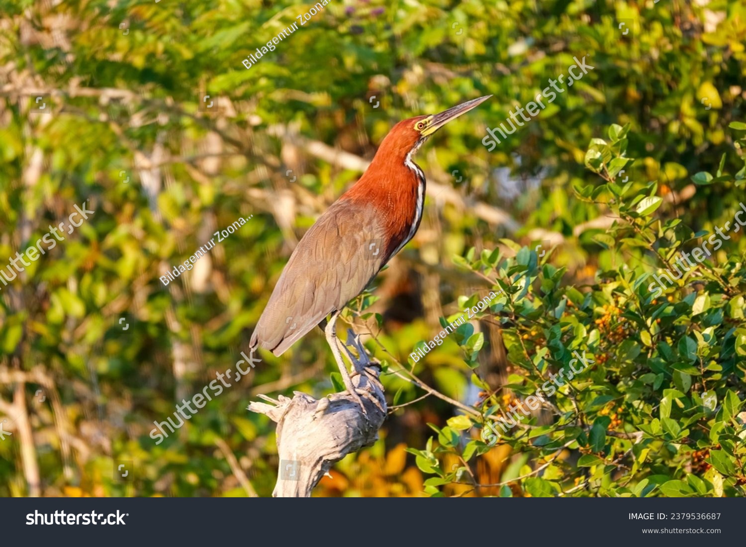 Rufescent Tiger Heron on a branch in sunlight against natural background, Pantanal Wetlands, Mato Gr #2379536687