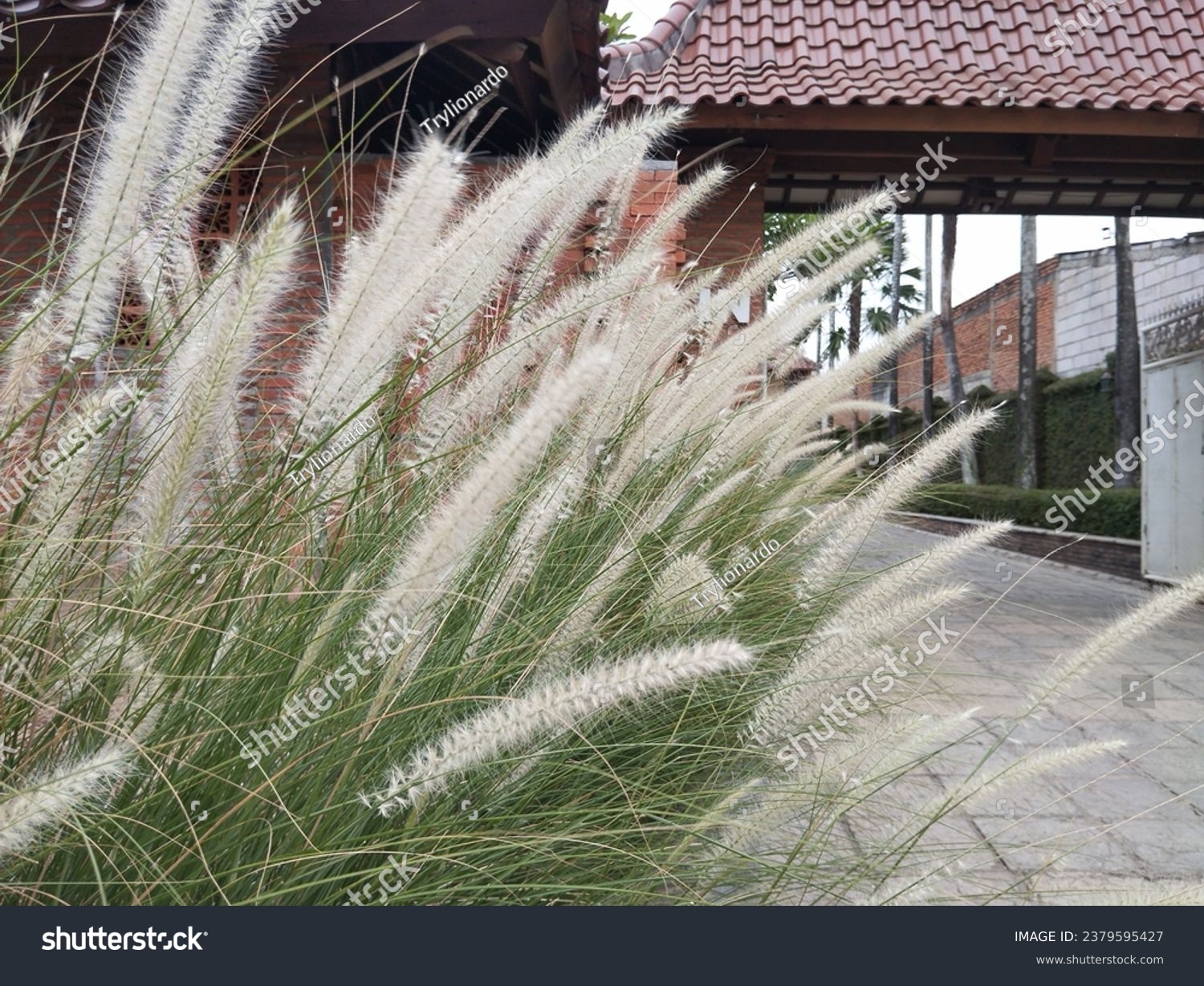 Hameln Dwarf Fountain Grass: The miniature masterpiece of nature's elegance #2379595427