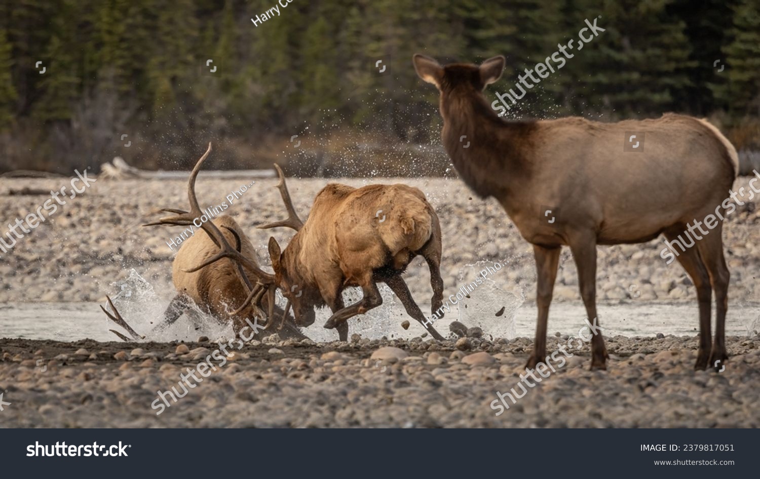 Bull elk fight during the rut in the Rocky Mountains  #2379817051