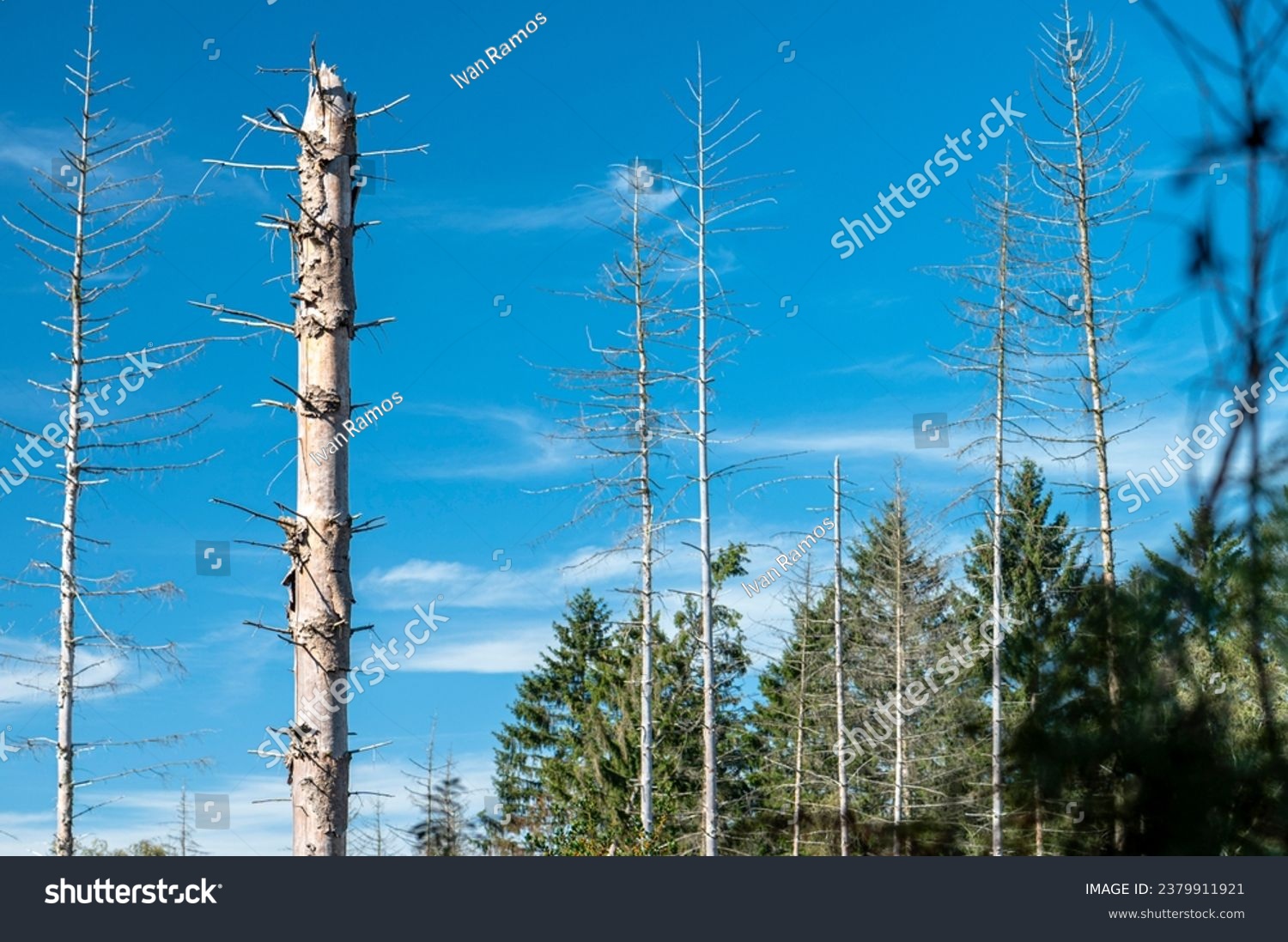 Dead trees with blue sky and forest in the background at Meinweg forest in the border between Germany and Netherlands. #2379911921