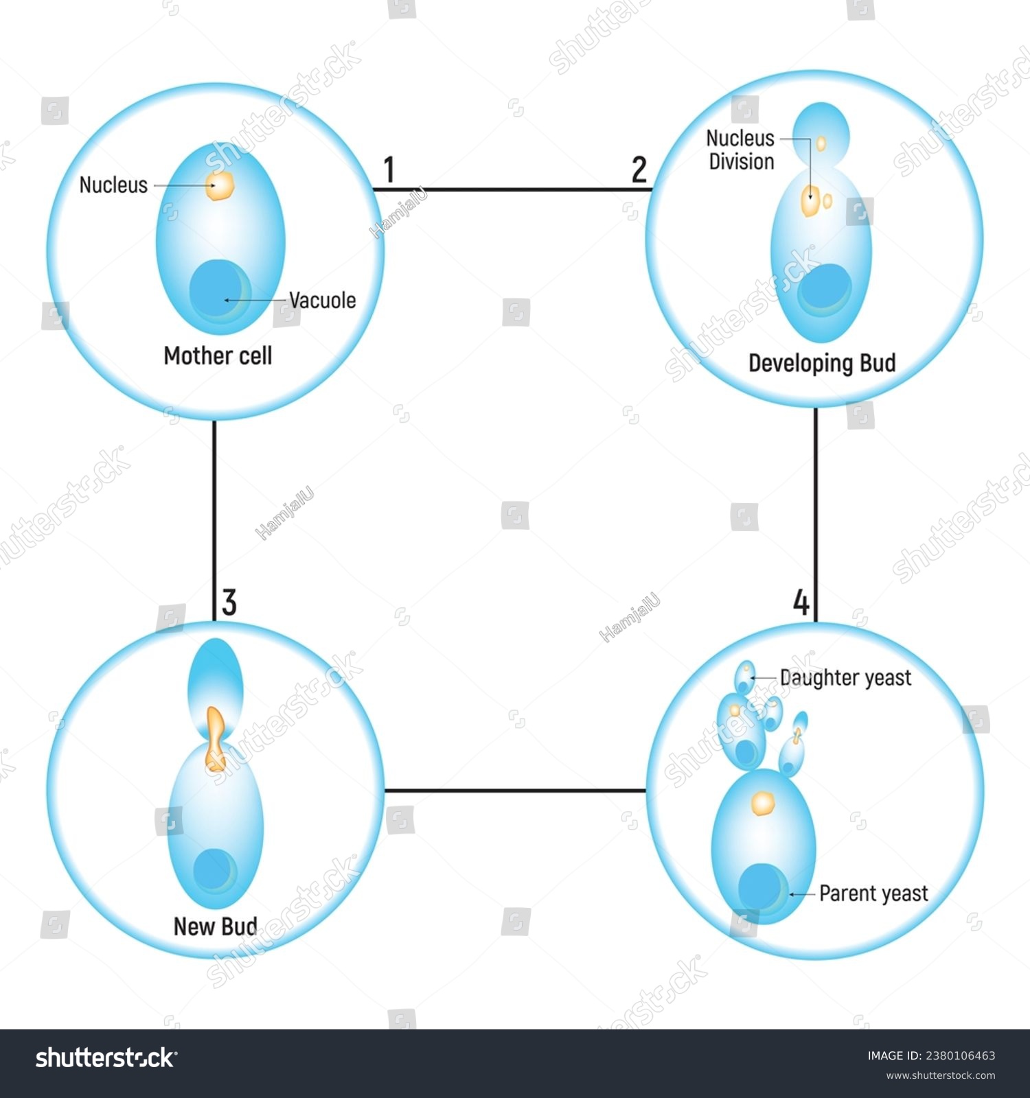 Budding Yeast Asexual Reproduction Design Vector Royalty Free Stock Vector 2380106463 4915