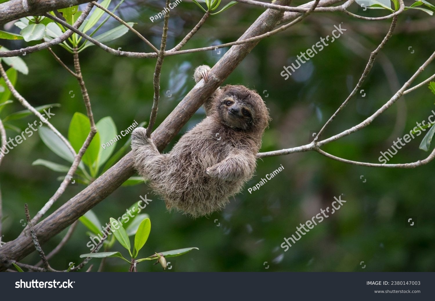 The adorable pygmy three-toed sloth, with its untamed hairstyle and friendly demeanor, is a rare find indeed.  #2380147003