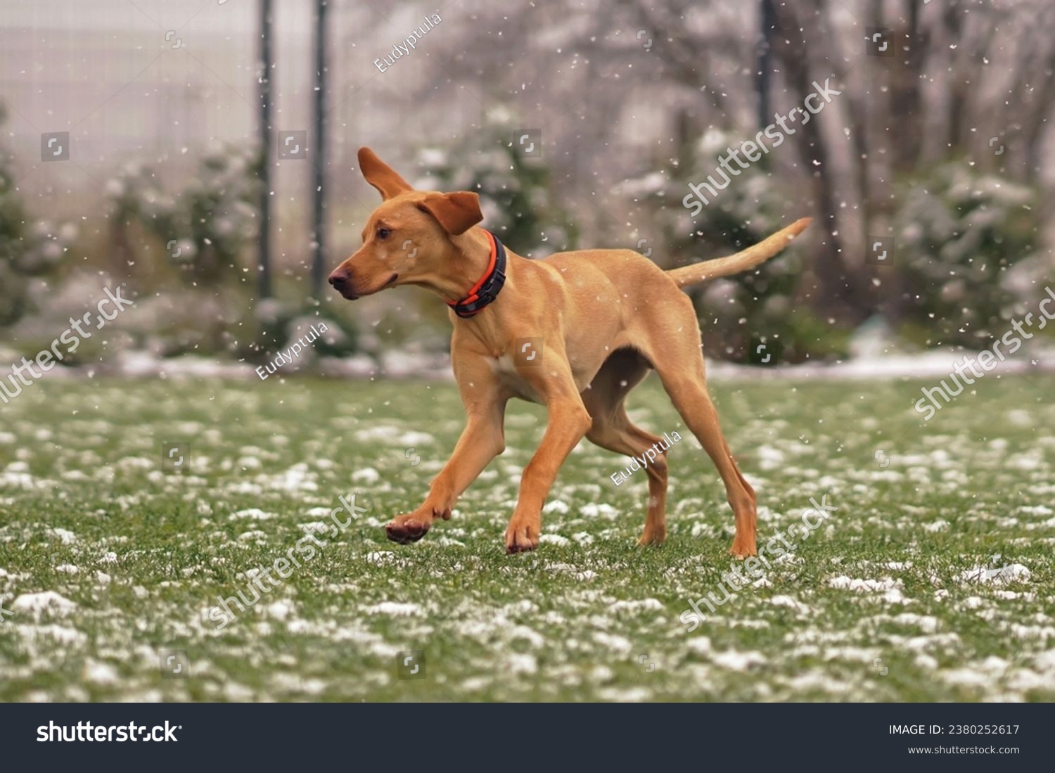 Funny beige and white 6-month-old Eurohound (European sled dog) puppy with an orange collar posing outdoors running fast on a green grass while snowing in autumn #2380252617