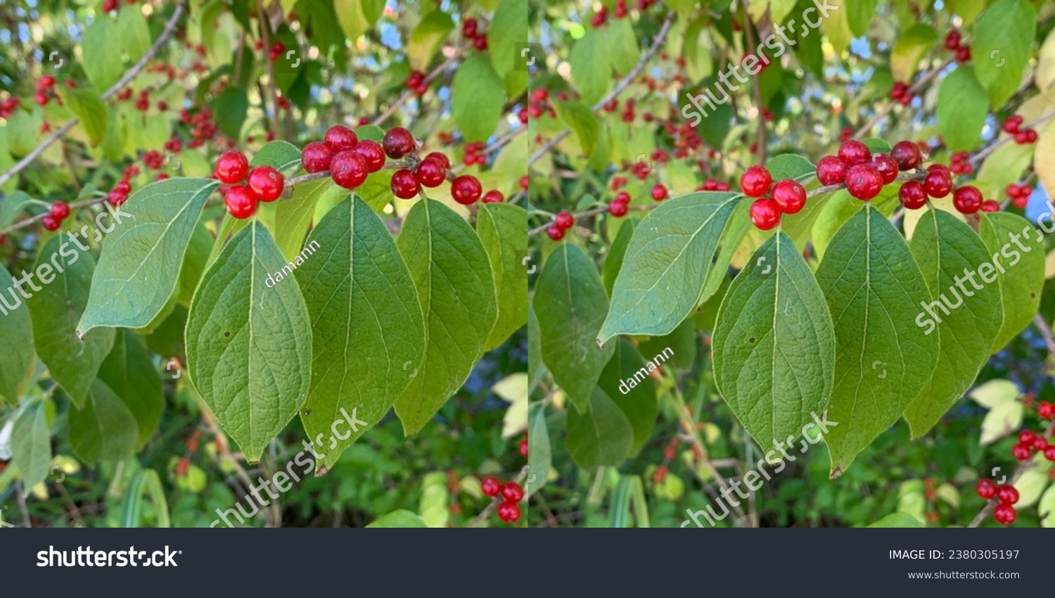 3D Stereoscopic pair of images of Bush Honeysuckle (Lonicera maackii) with red berries in the fall season arranged for cross eyed viewing. Exchange left and right images for parallel viewing. #2380305197