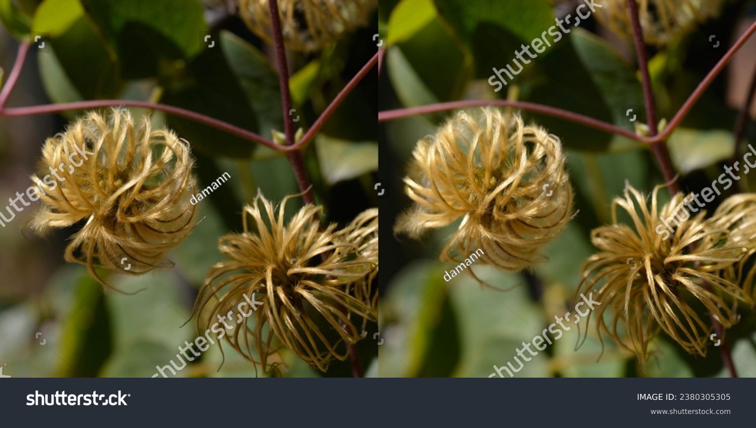 3D Stereoscopic pair of Clematis terniflora (Sweet autumn Clematis) aka Devil’s Darning Needles arranged for cross eyed viewing. Exchange left and right images for parallel viewing. #2380305305