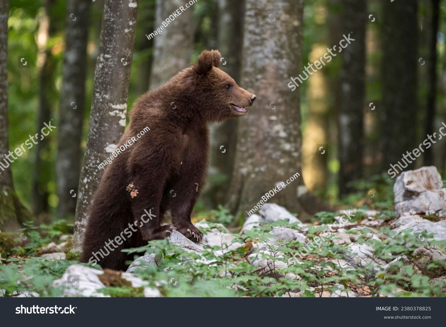 European brown bear (Ursus arctos arctos) upright in forest, Notranjska region, Dinaric Alps, Slovenia #2380378825
