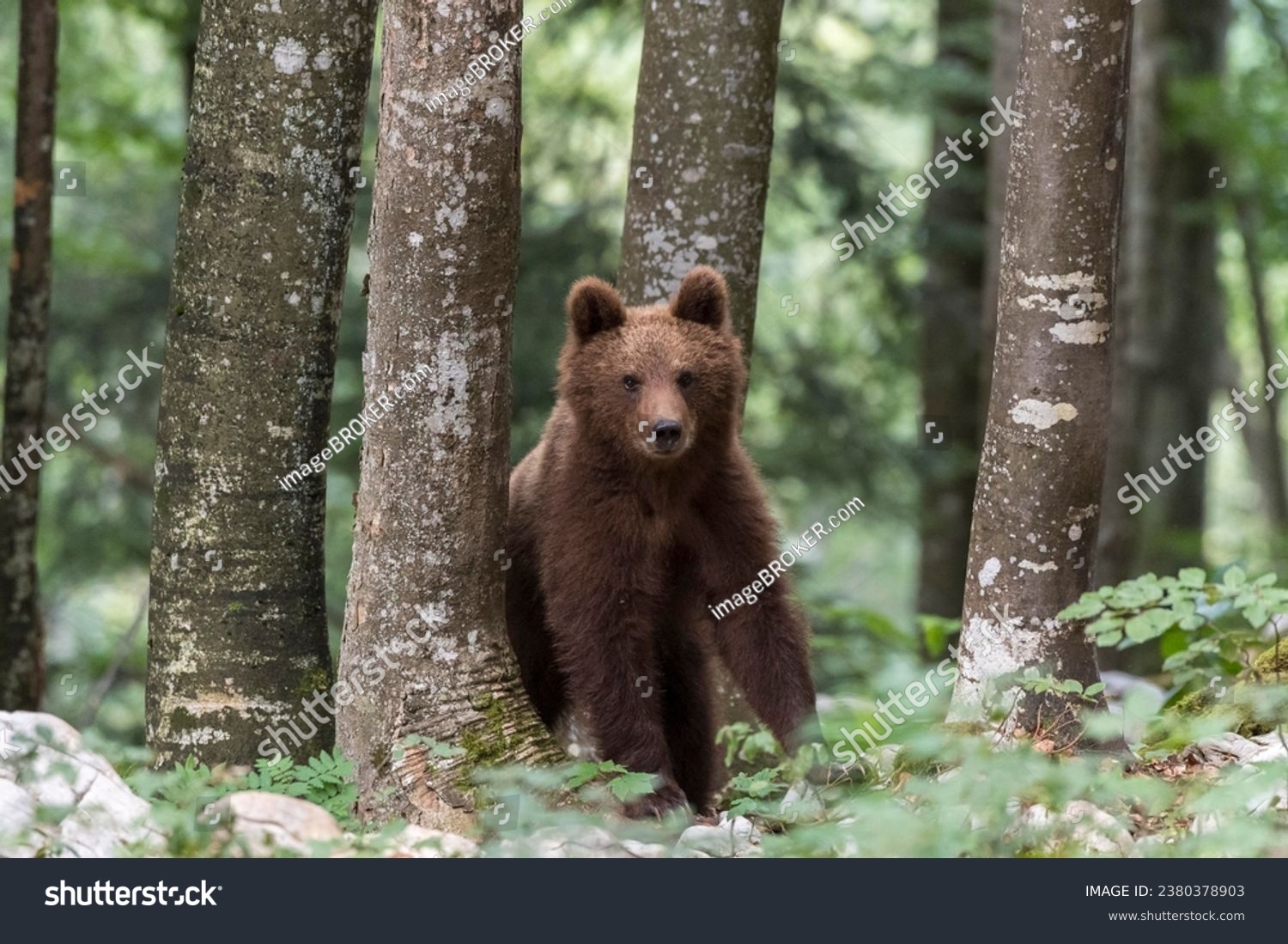 European brown bear (Ursus arctos arctos) young animal in the forest, Notranjska region, Dinaric Alps, Slovenia #2380378903