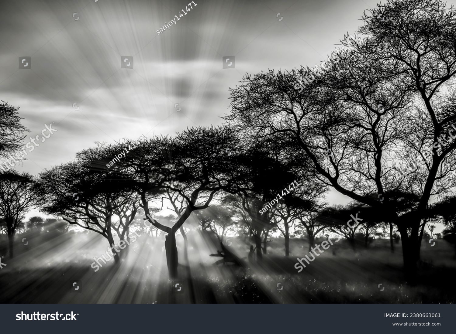 The greyscale shot of the trees in the savanna plains during sunset perfect for background #2380663061