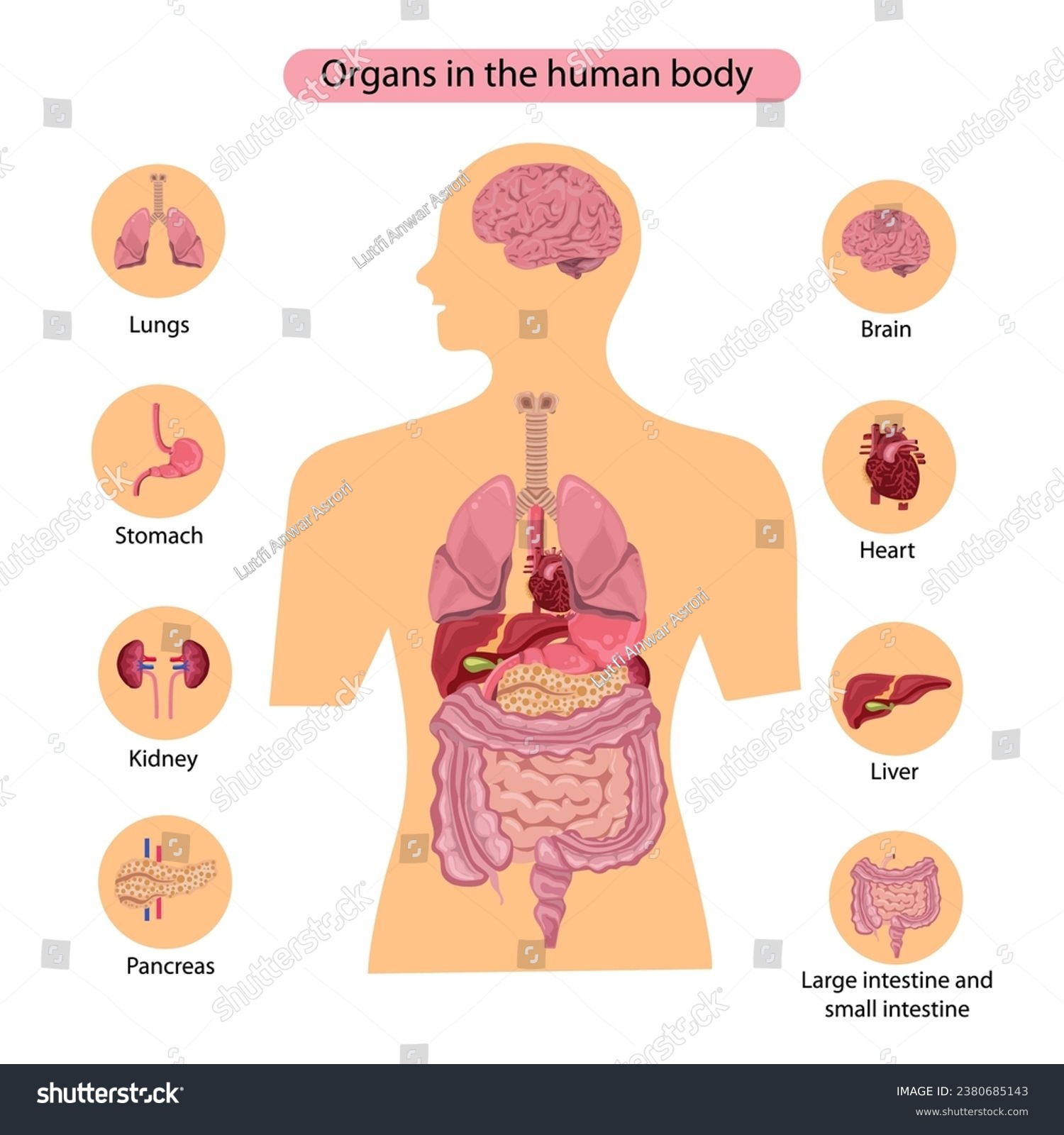 Human internal organs. Parts of human internal - Royalty Free Stock ...