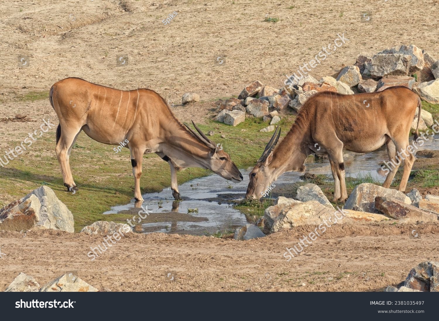 Common eland antelopes on safari grounds. The magnificent Bex Bergen park. Netherlands. #2381035497