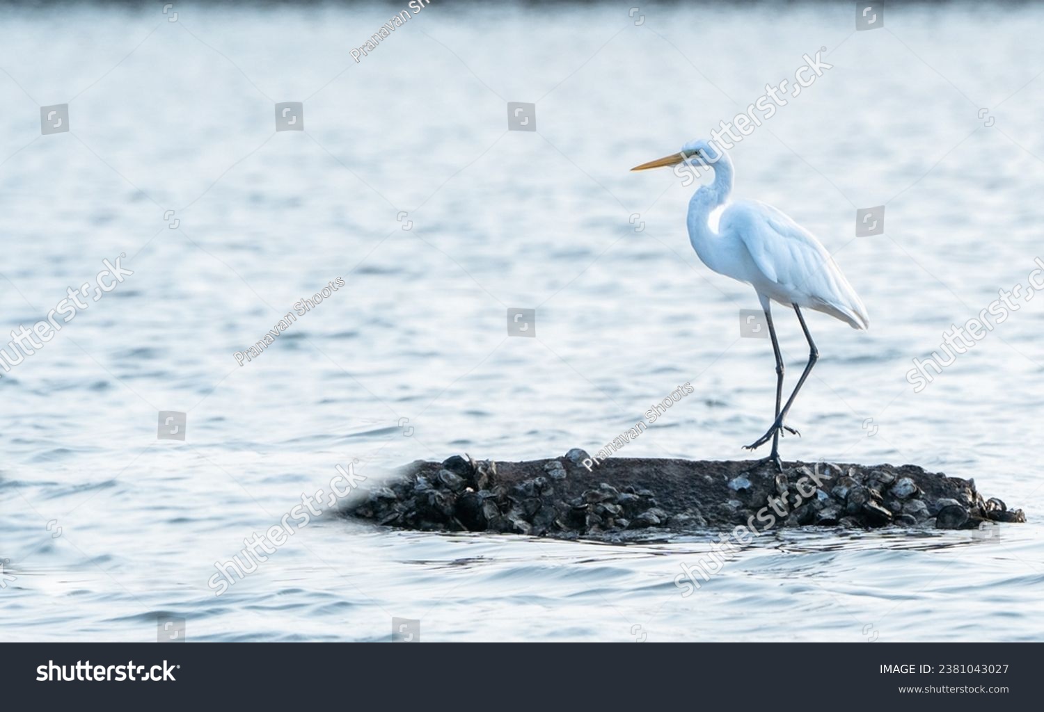 beautiful photograph of great white egret isolated standing mangrove forest swamp backwaters salt lake calm lonely negative empty space sea water ripples india Arabian Sea sanctuary island yellow bill #2381043027