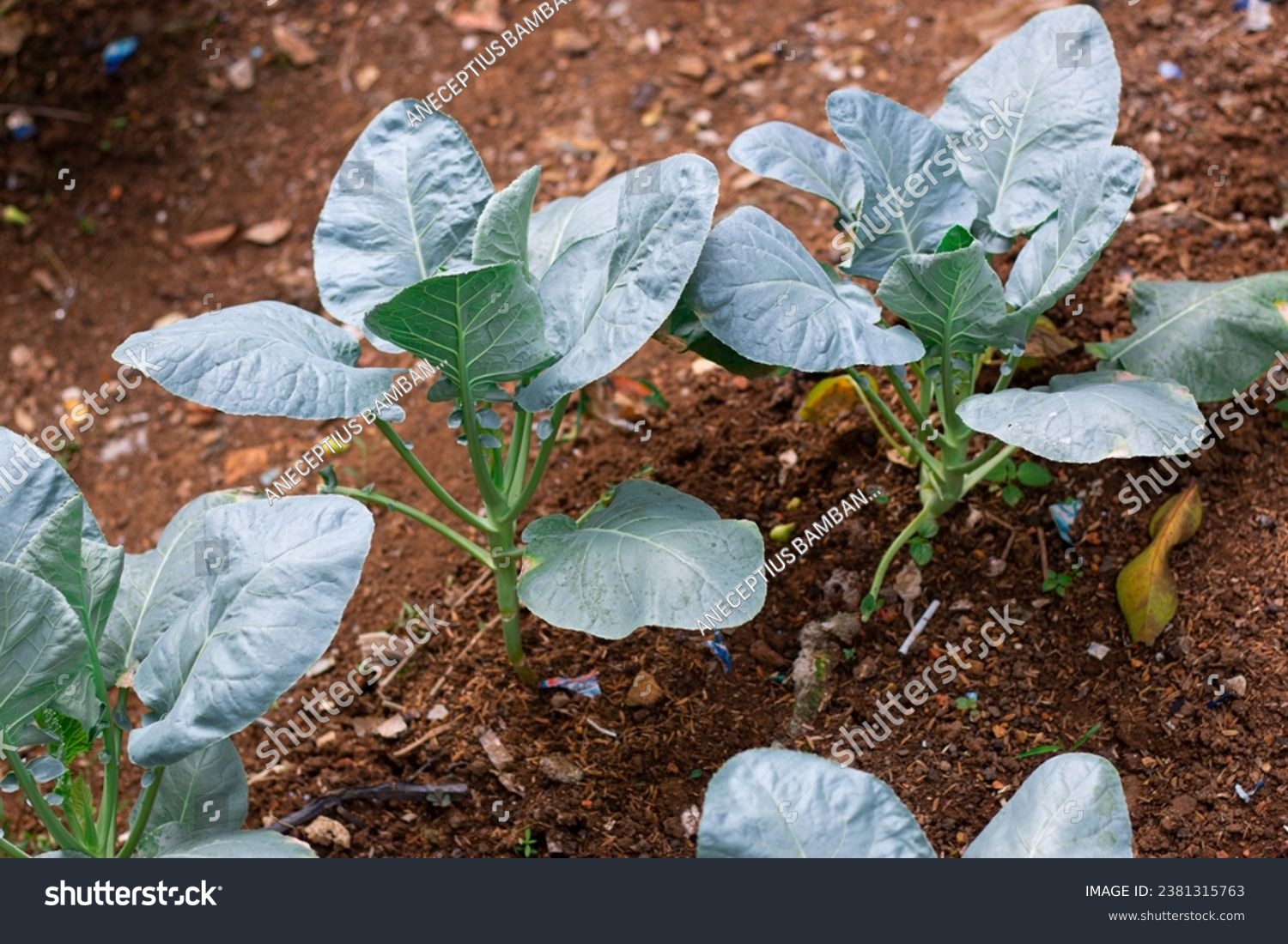 Top view of kailan vegetables growing in the fertile soil #2381315763
