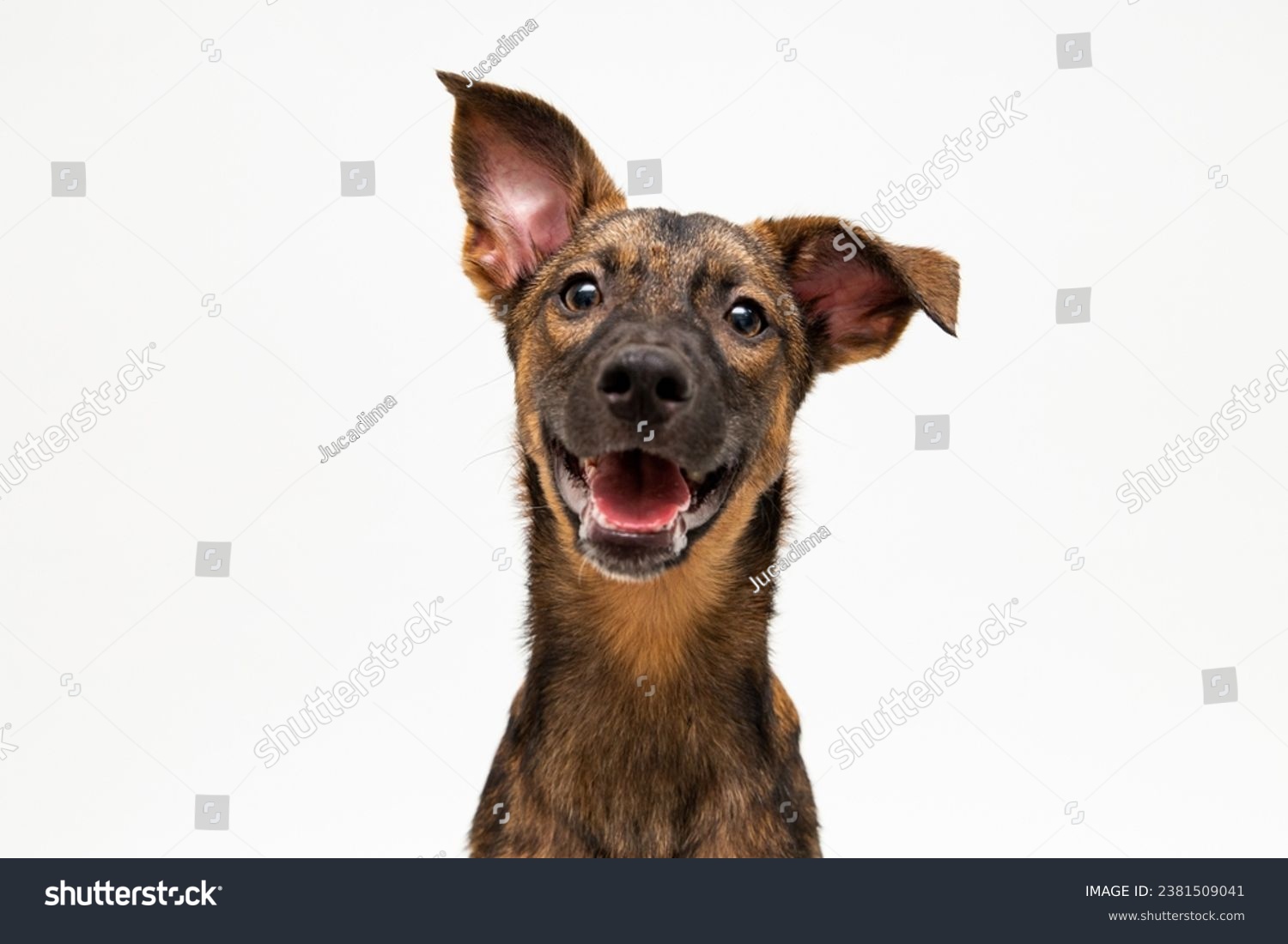 adorable mutt dog portrait isolated on white #2381509041