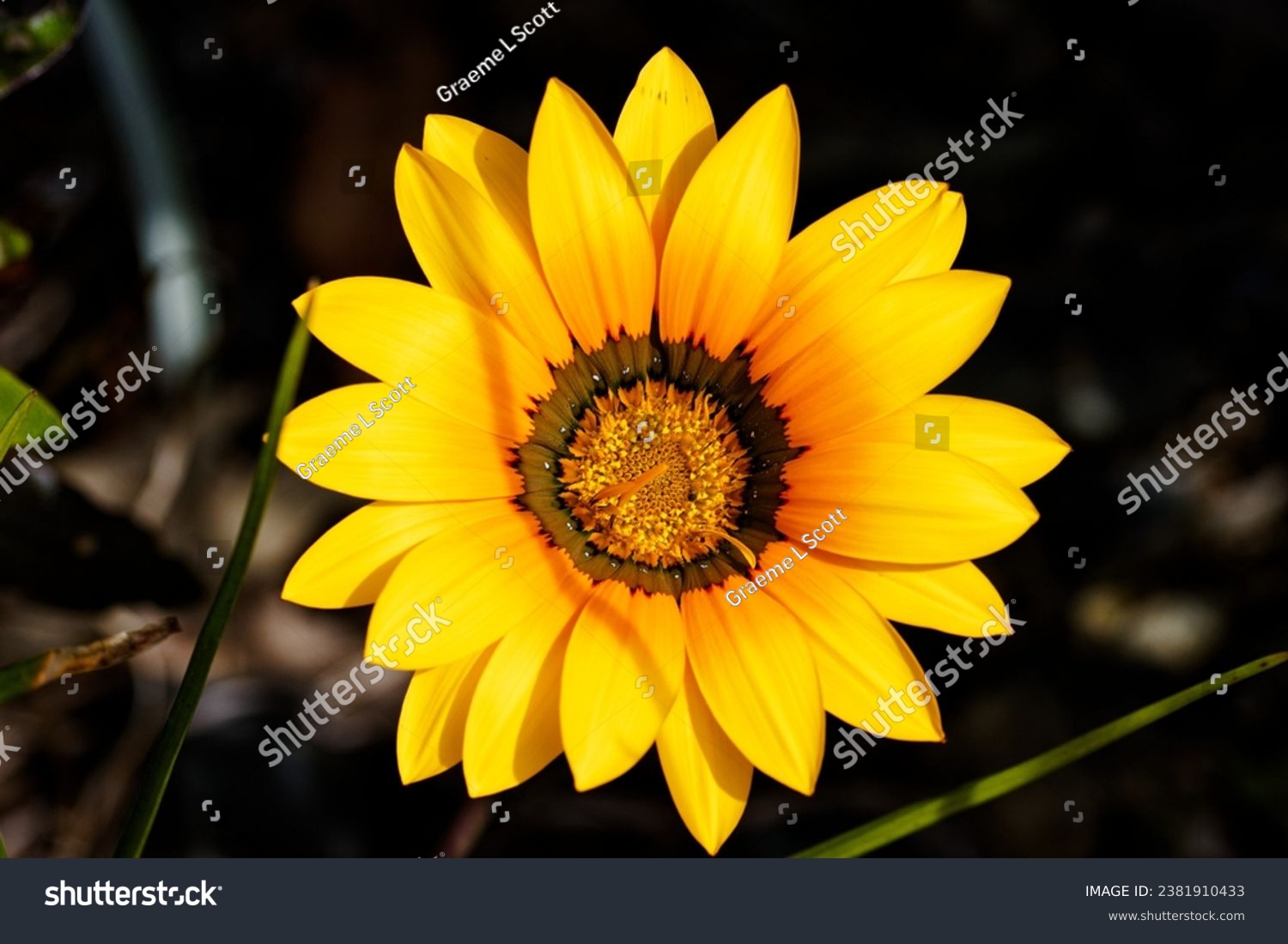 Gazania krebsiana is a species of flowering plant in family Asteraceae.  It is one of some 19 species of Gazania that are exclusively African and predominantly South African . #2381910433