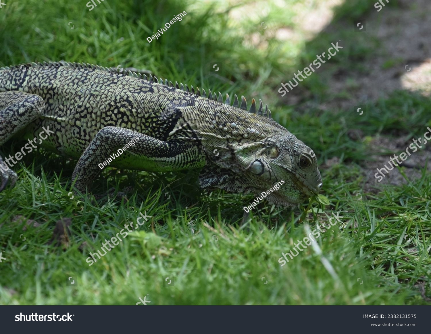 Common iguana with spines down his back eating grass in Aruba. #2382131575