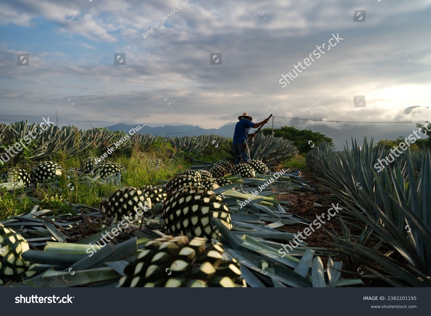 At dawn the farmer is cutting several agave plants in the field of Tequila Jalisco. #2382201195