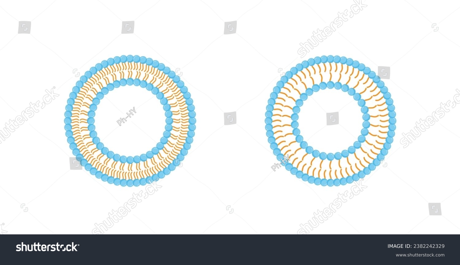 Liposome structure, phospholipid with - Royalty Free Stock Vector ...