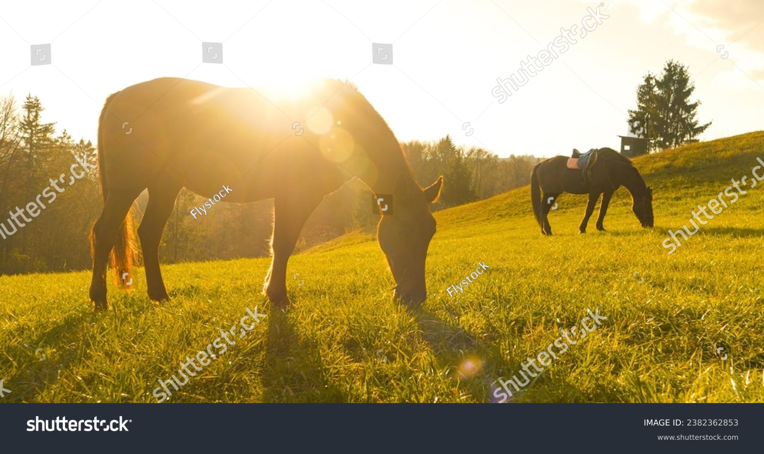 SILHOUETTE, LENS FLARE: Golden sunrise with two brown horses on morning pasture. An early and calm autumn morning with warm golden sun rays shining on beautiful horses grazing on the sunlit meadow. #2382362853